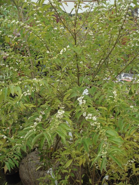 Callicarpa dichotoma 'Albibacca'